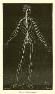 Nervous System by Leveille